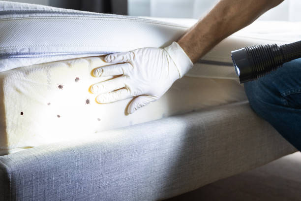 Best Local Pest Control Services  in Woodbury Center, CT