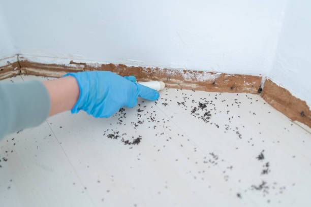 Best Pest Inspection Near Me  in Woodbury Center, CT